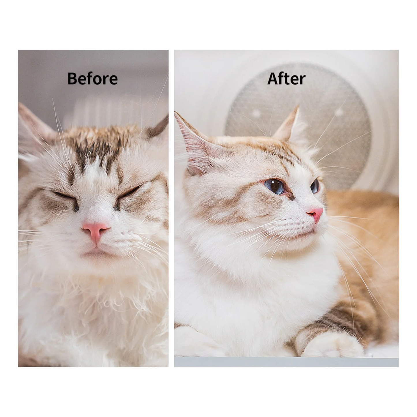 AIRSALON MAX & MAX PRO PET DRYER BOX